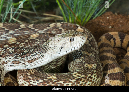 Gopher Snake Pituophis Catenifer Tucson, Arizona, Vereinigte Staaten 15 können Erwachsene Colubridae Stockfoto