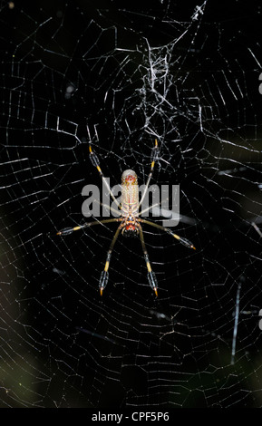 Golden Orb-Weaver weiblich Stockfoto