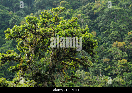 Emergent Baum erhebt sich über dem Regenwald (Nebelwald) Baldachin, Nationalpark Los Quetzales, Cerro De La Muerte, Costa Rica Stockfoto