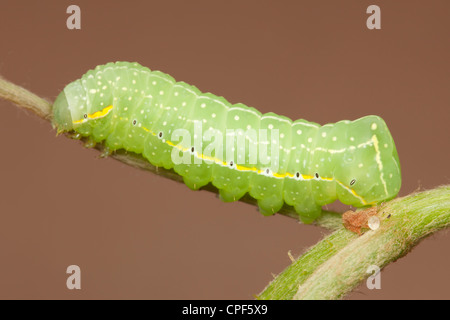 Eine Kupfer Underwing Moth (Amphipyra Pyramidoides) Raupe (Larve) auf eine Traube Wildpflanze Stockfoto