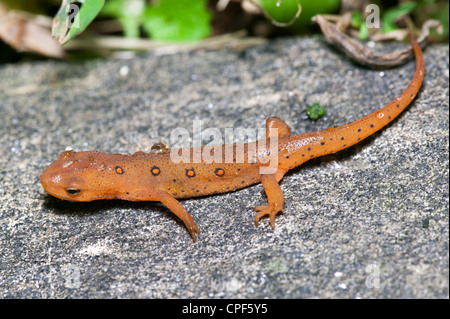 Die terrestrischen juvenile Phase von einem Red-spotted Newt (Notophthalmus Viridescens)-Salamander auf einem Felsen in der Nähe von einem nassen Waldgebiet. Stockfoto