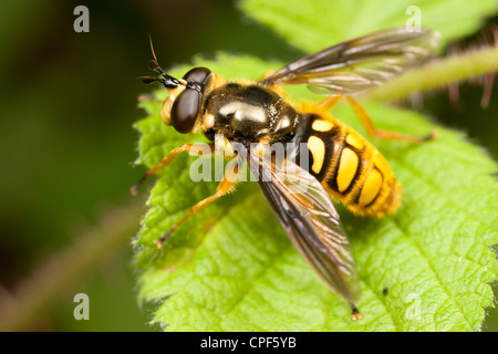 Fly (Somula Decora) - Blüte weiblich, ein Scoliid Wespe-Mimic Stockfoto