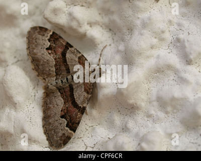 Schmetterling, Falter / Schmetterling, Anlaessen Stockfoto