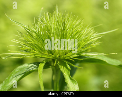 Sweet William / Dianthus Barbatus / Bartnelke / Nelke Stockfoto