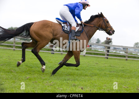 Rennen Sie Pferde Equus Ferus Caballus in einem Hindernislauf Horse-Event racing mit einem Zen Stockfoto