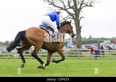 Rennen Sie Pferde Equus Ferus Caballus in einem Hindernislauf Horse-Event racing mit einem Zen Stockfoto