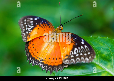 Schmetterling, rot Florfliege Cethosia biblis Stockfoto