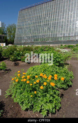 Botanischer Garten der Universität Tartu Trollblume Altaicus in den Vordergrund, Estland Europa EU Stockfoto