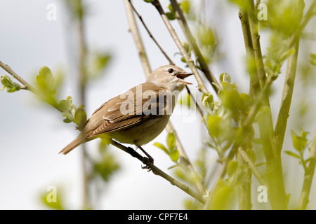 Garten-Grasmücke, Sylvia borin, einzelne Vogel auf Zweig Gesang, Warwickshire, Mai 2012 Stockfoto