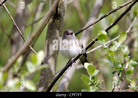 Garten-Grasmücke, Sylvia borin, einzelne Vogel auf Zweig, Warwickshire, Mai 2012 Stockfoto