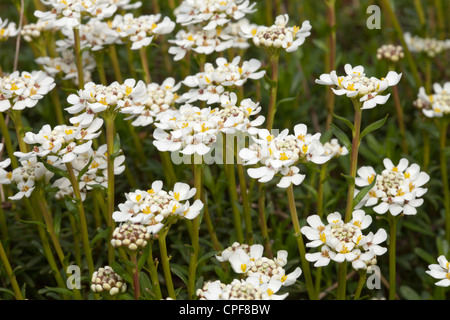 Immergrüne Schleifenblume Iberis Sempervirens L, Brassicaceae, mediterran Stockfoto