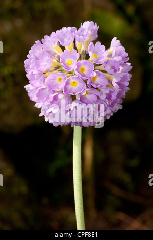 Trommelstock Primel, Primula Verbreitungsgebiet Vorverzögerung, Primulaceae Stockfoto