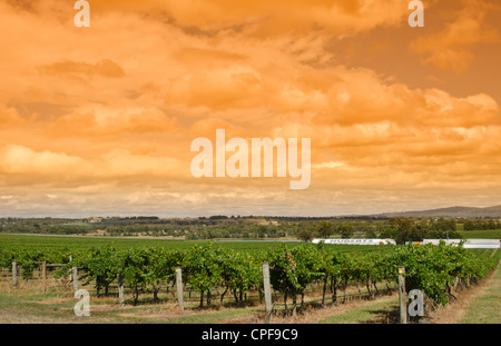 Sonnenuntergang bei großen St Huberts Weingut in der Nähe von Healesville im Weingebiet von Victoria in Australien Stockfoto