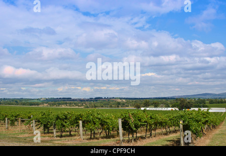 Sonnenuntergang bei großen St Huberts Weingut in der Nähe von Healesville im Weingebiet von Victoria in Australien Stockfoto