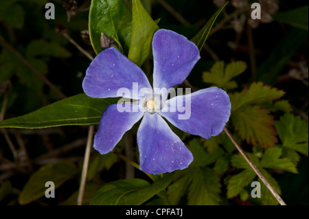 Bill Wiese Krane Stockfoto