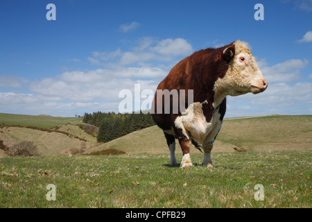 Stammbaum Hereford Stier auf einem Bio-Bauernhof in den walisischen Bergen. Powys, Wales. Stockfoto