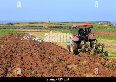 Möwen - vor allem Hering (Larus Argentatus) nach einem Traktor Pflügen. In der Nähe von Rhossili, Gower, Wales. Stockfoto