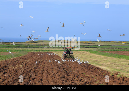 Möwen - vor allem Hering (Larus Argentatus) nach einem Traktor Pflügen. In der Nähe von Rhossili, Gower, Wales. Stockfoto