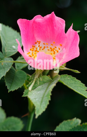 Blume des Sherard Downy Rose (Rosa Sherardii). Powys, Wales. Stockfoto