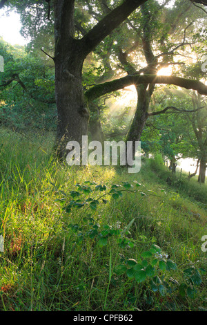Traubeneiche (Quercus Petraea) Wald im Sommer. Powys, Wales. Stockfoto