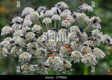 Insekten - vor allem fliegen (Diptera) und Käfer (Cantharis Rustica) Fütterung auf Blumen von Wild Angelica (Angelica Sylvestris). Stockfoto