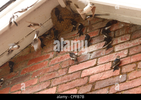 Mehlschwalbe (Delichon Urbica) junge Vögel Prospektion Potenzial nisten Sites unter einem Hausdach vor Herbstzug. Stockfoto