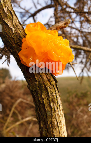 Gelbe Gehirn Pilz (Tremella Mesenterica) Fruchtkörper auf Stechginster (Ulex). Powys, Wales. Dezember. Stockfoto