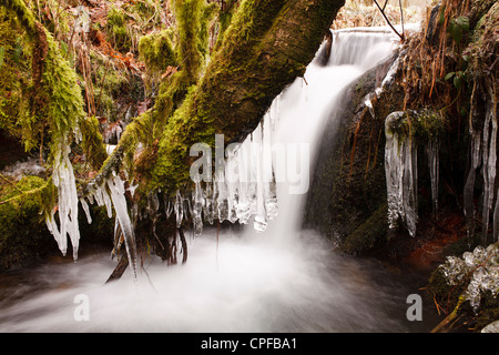 Eiszapfen an einem Hochland Bach. Powys, Wales. Februar. Stockfoto