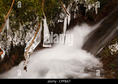 Eiszapfen an einem Hochland Bach. Powys, Wales. Februar. Stockfoto