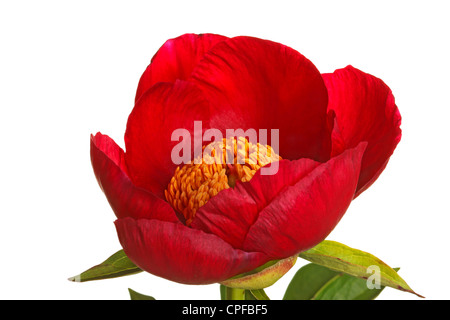 Eine einzelne Blume rote Pfingstrose Sorte Burma-Rubin und gelben Staubbeuteln vor einem weißen Hintergrund isoliert Stockfoto