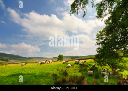 Schafe Wyresdale Lancashire Stockfoto