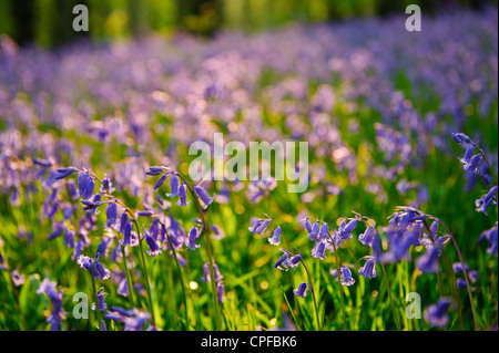 Bluebell Woods bei Wyresdale im Wald von Bowland Lancashire England Stockfoto