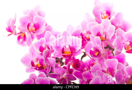 klassische lila Orchidee Blumenkarte Stockfoto