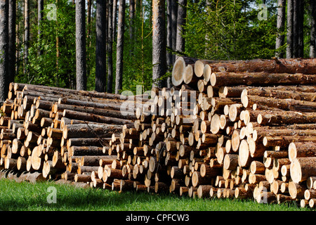 Kiefer Holz, bereit für den Transport vom Wald Stockfoto