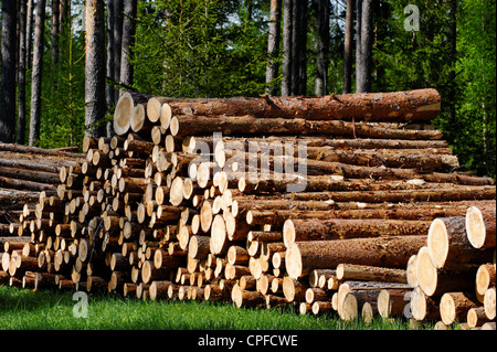 Kiefer Holz, bereit für den Transport vom Wald Stockfoto