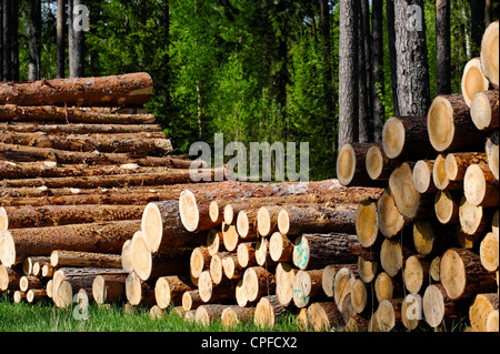 Kiefer Holz, bereit für den Transport vom Wald Stockfoto