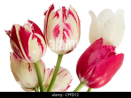 Rot-weiße Tulpen. Kreuzung Blumen isoliert auf weiss Stockfoto