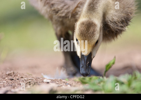 Kanadagans (Branta Canadensis) Erdgeschoss frontalen Bild eine Kanadagans Gosling, auf Nahrungssuche. Stockfoto