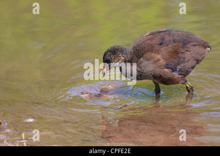 Teichhühner (Gallinula Chloropus), Küken Fütterung entlang abfallender Kante. Stockfoto