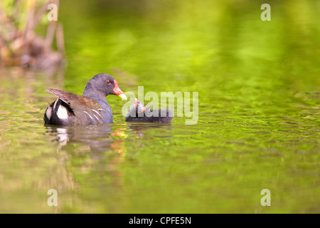 Teichhühner (Gallinula Chloropus), Fütterung des Squab oder Küken Stockfoto