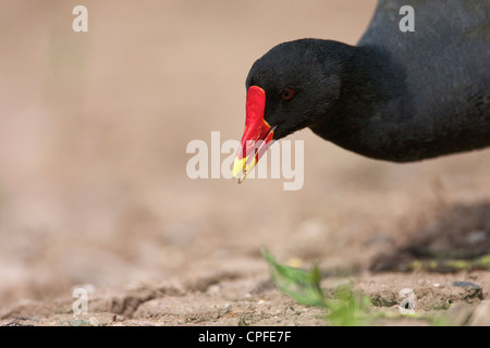 Nahaufnahme von Teichhühner (Gallinula Chloropus), Nahrungssuche Wasser entlang. Stockfoto