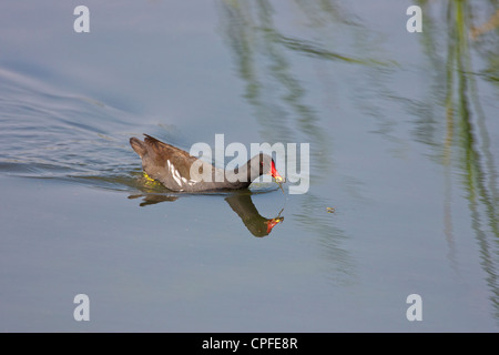 Teichhühner (Gallinula Chloropus), homing in auf ein Insekt. Stockfoto