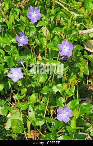 Vinca großen größere Immergrün wächst in eine Hecke. Stockfoto
