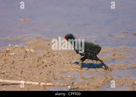 Teichhühner (Gallinula Chloropus), Küken laufen, um seine Eltern aufzuholen. Stockfoto