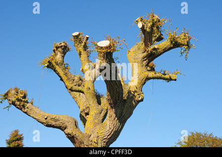 Gekappte Trauerweide Salix X chrysocoma oder Tristis, sprießen. Stockfoto