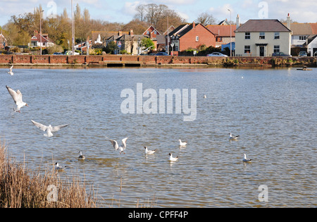 Schwarze Spitze Möwen Larus Ridibundus in Pantoffel Mill Teich Emsworth. Stockfoto