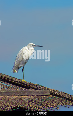 Seidenreiher (Egretta Garzetta) thront auf einem Dach, auf einem Bein stehend Stockfoto