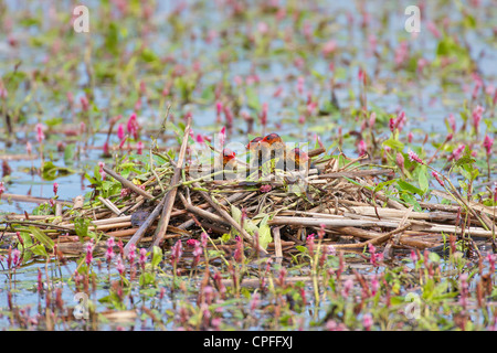 Blässhuhn (Fulica Atra) 4 werdende Küken oder Jungtauben sitzen auf Nest Phragmities Schilf gemacht. Stockfoto