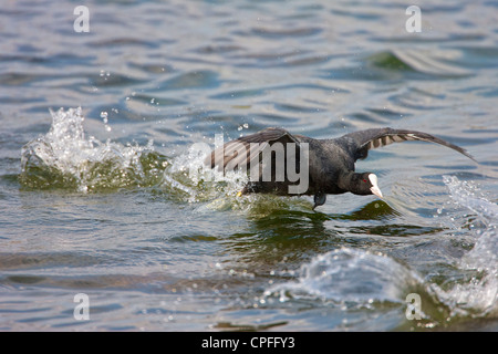 Männliche Blässhuhn (Fulica Atra) mehrere Eindringlinge aus dem Revier zu jagen. Stockfoto