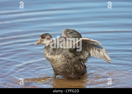 Blässhuhn (Fulica Atra) Küken putzen. Immer noch nicht fliegen, aber immer mehr Unabhängigkeit. Lancashire, UK Stockfoto